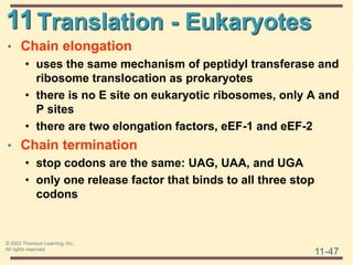 11
11-47
© 2003 Thomson Learning, Inc.
All rights reserved
Translation - Eukaryotes
• Chain elongation
• uses the same mechanism of peptidyl transferase and
ribosome translocation as prokaryotes
• there is no E site on eukaryotic ribosomes, only A and
P sites
• there are two elongation factors, eEF-1 and eEF-2
• Chain termination
• stop codons are the same: UAG, UAA, and UGA
• only one release factor that binds to all three stop
codons
 