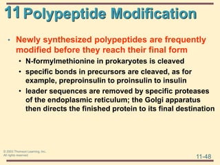11
11-48
© 2003 Thomson Learning, Inc.
All rights reserved
Polypeptide Modification
• Newly synthesized polypeptides are frequently
modified before they reach their final form
• N-formylmethionine in prokaryotes is cleaved
• specific bonds in precursors are cleaved, as for
example, preproinsulin to proinsulin to insulin
• leader sequences are removed by specific proteases
of the endoplasmic reticulum; the Golgi apparatus
then directs the finished protein to its final destination
 