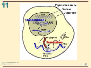11
11-50
© 2003 Thomson Learning, Inc.
All rights reserved
 