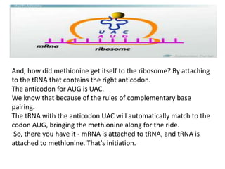 And, how did methionine get itself to the ribosome? By attaching
to the tRNA that contains the right anticodon.
The anticodon for AUG is UAC.
We know that because of the rules of complementary base
pairing.
The tRNA with the anticodon UAC will automatically match to the
codon AUG, bringing the methionine along for the ride.
So, there you have it - mRNA is attached to tRNA, and tRNA is
attached to methionine. That's initiation.
 