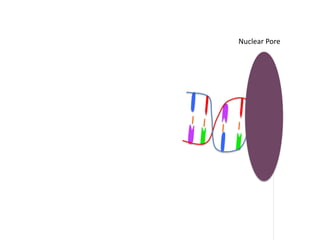 Nuclear Pore
 
