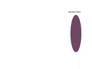 Nuclear Pore
 