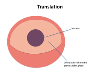 Translation


                    Nucleus




              Cytoplasm– where the
              process takes place
 