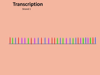 Transcription
    Strand 1
 