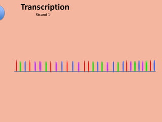 Transcription
    Strand 1
 