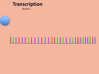 Transcription
    Strand 1
 