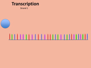 Transcription
    Strand 1
 