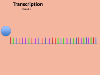 Transcription
    Strand 1
 