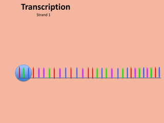 Transcription
    Strand 1
 