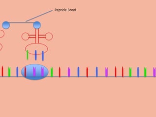 Peptide Bond
 
