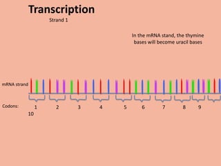 Transcription
                   Strand 1

                                          In the mRNA stand, the thymine
                                           bases will become uracil bases




mRNA strand



Codons:        1     2        3   4   5       6        7       8      9
          10
 