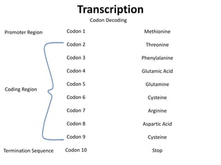 Transcription
                                  Codon Decoding

Promoter Region        Codon 1                      Methionine

                       Codon 2                      Threonine

                       Codon 3                     Phenylalanine

                       Codon 4                     Glutamic Acid

                       Codon 5                      Glutamine
Coding Region
                       Codon 6                       Cysteine

                       Codon 7                       Arginine

                       Codon 8                     Aspartic Acid

                       Codon 9                       Cysteine

Termination Sequence   Codon 10                        Stop
 