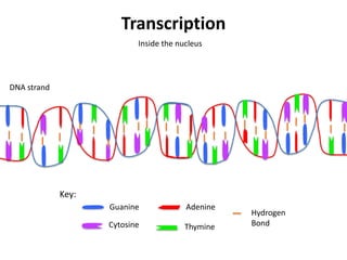 Transcription
                           Inside the nucleus




DNA strand




             Key:
                    Guanine             Adenine
                                                  Hydrogen
                    Cytosine            Thymine   Bond
 