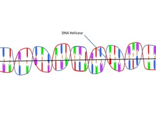 DNA Helicase
 