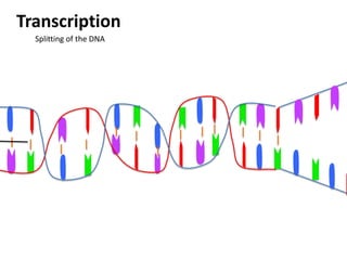 Transcription
  Splitting of the DNA
 