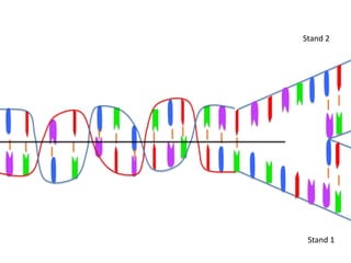Stand 2




 Stand 1
 