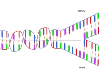 Stand 2




 Stand 1
 