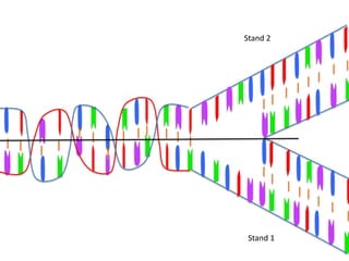 Stand 2




 Stand 1
 