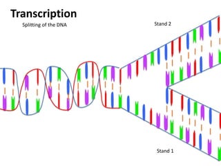Transcription
  Splitting of the DNA   Stand 2




                          Stand 1
 