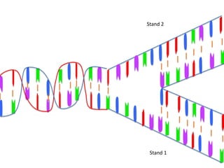 Stand 2




 Stand 1
 