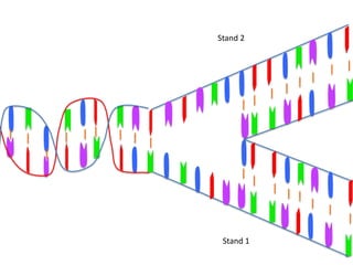 Stand 2




 Stand 1
 