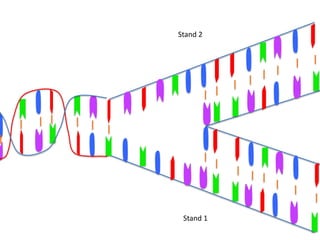 Stand 2




 Stand 1
 