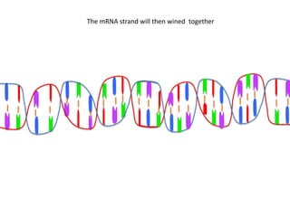The mRNA strand will then wined together
 