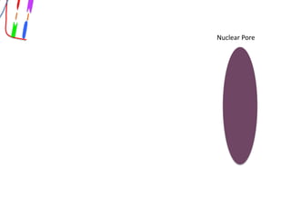Nuclear Pore
 