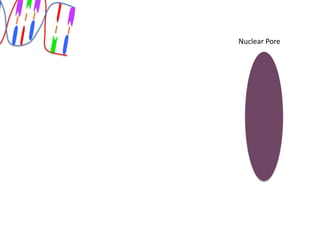 Nuclear Pore
 