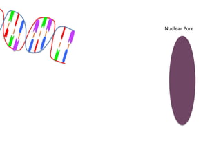 Nuclear Pore
 