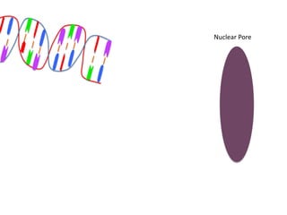Nuclear Pore
 