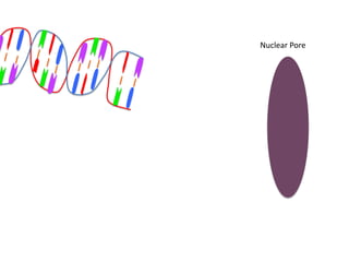 Nuclear Pore
 