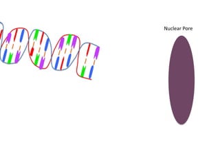 Nuclear Pore
 