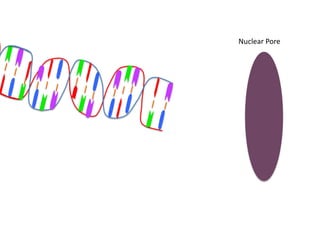 Nuclear Pore
 
