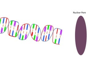 Nuclear Pore
 