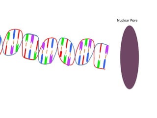 Nuclear Pore
 