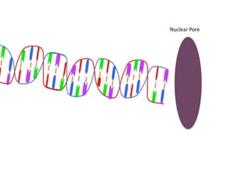 Nuclear Pore
 