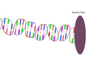 Nuclear Pore
 