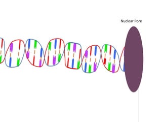 Nuclear Pore
 