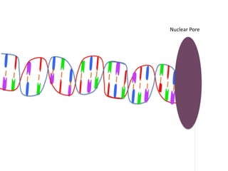 Nuclear Pore
 