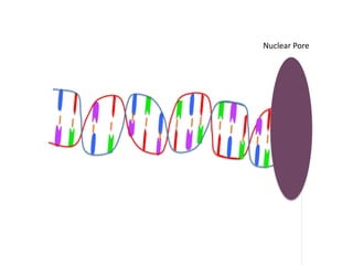 Nuclear Pore
 