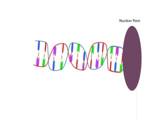 Nuclear Pore
 