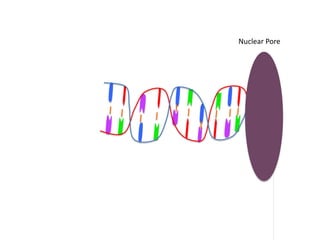 Nuclear Pore
 