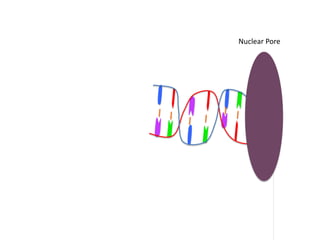 Nuclear Pore
 