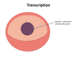 Transcription


                Nucleus – where this
                process takes place
 
