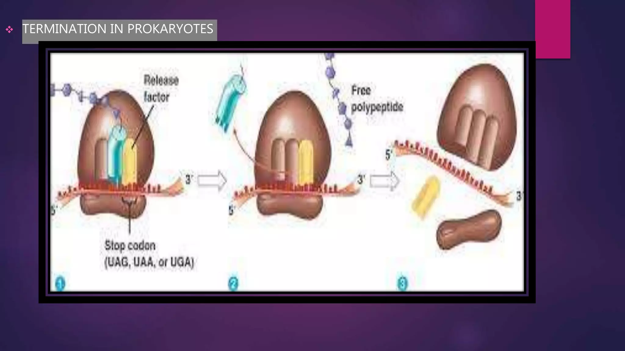  TERMINATION IN PROKARYOTES
 