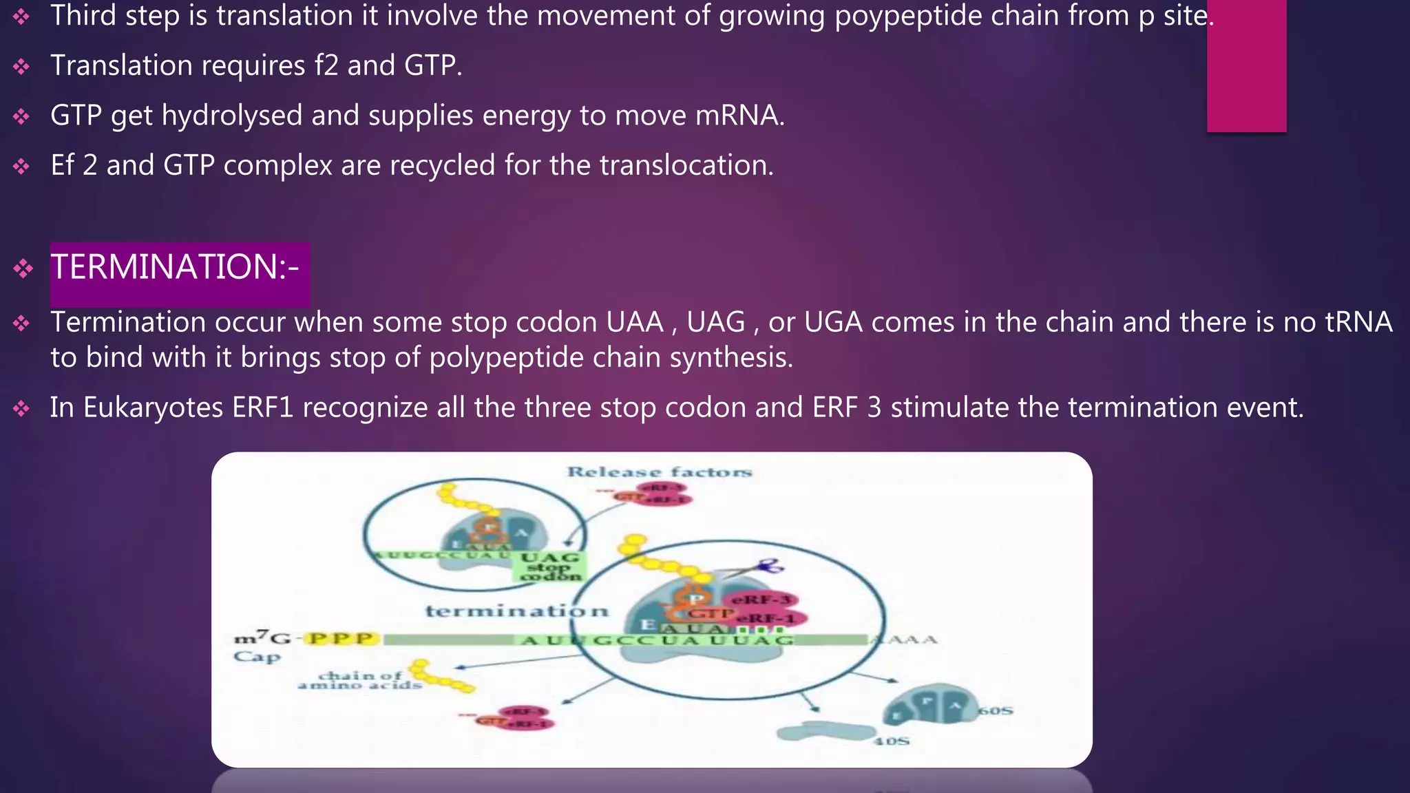  Third step is translation it involve the movement of growing poypeptide chain from p site.
 Translation requires f2 and GTP.
 GTP get hydrolysed and supplies energy to move mRNA.
 Ef 2 and GTP complex are recycled for the translocation.
 TERMINATION:-
 Termination occur when some stop codon UAA , UAG , or UGA comes in the chain and there is no tRNA
to bind with it brings stop of polypeptide chain synthesis.
 In Eukaryotes ERF1 recognize all the three stop codon and ERF 3 stimulate the termination event.
 