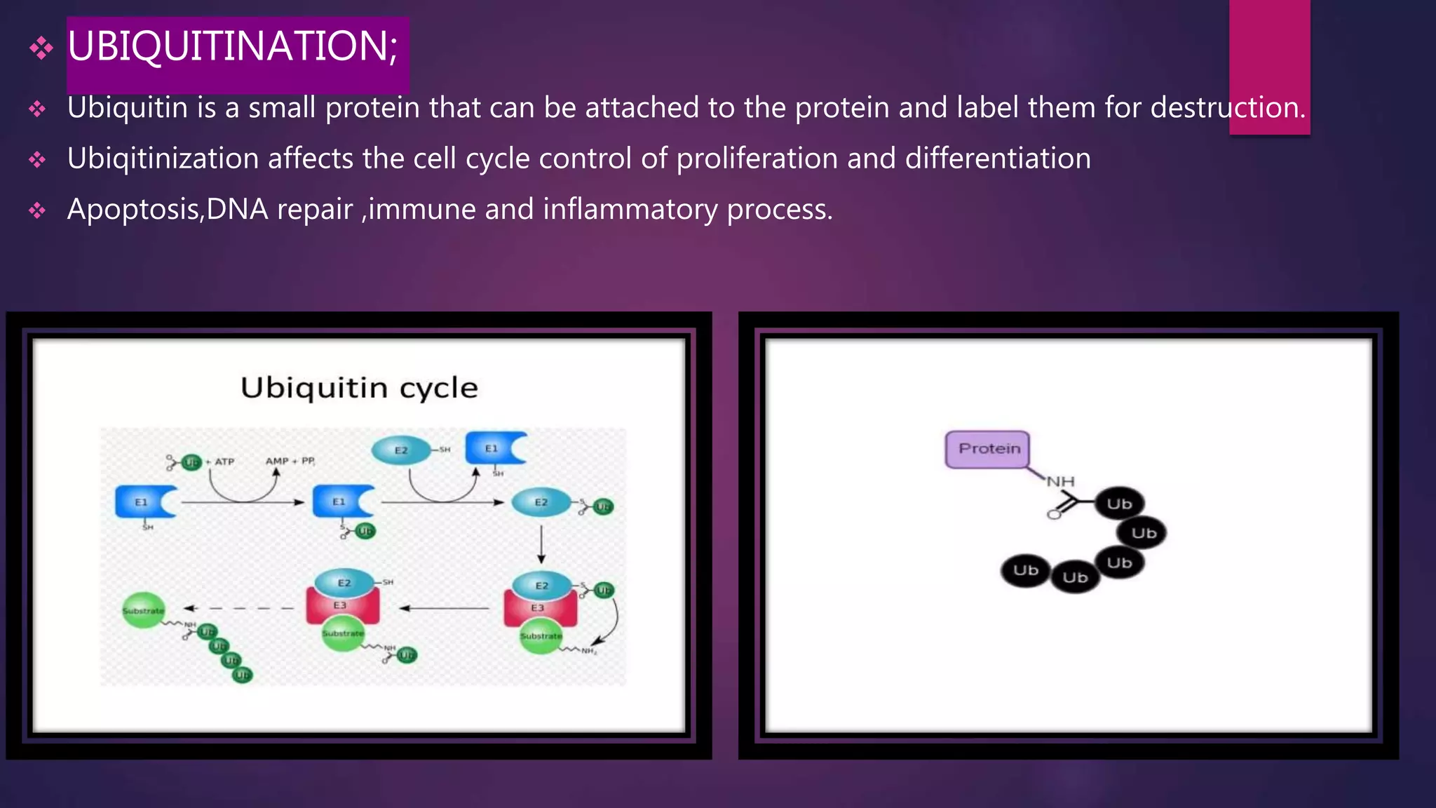  UBIQUITINATION;
 Ubiquitin is a small protein that can be attached to the protein and label them for destruction.
 Ubiqitinization affects the cell cycle control of proliferation and differentiation
 Apoptosis,DNA repair ,immune and inflammatory process.
 