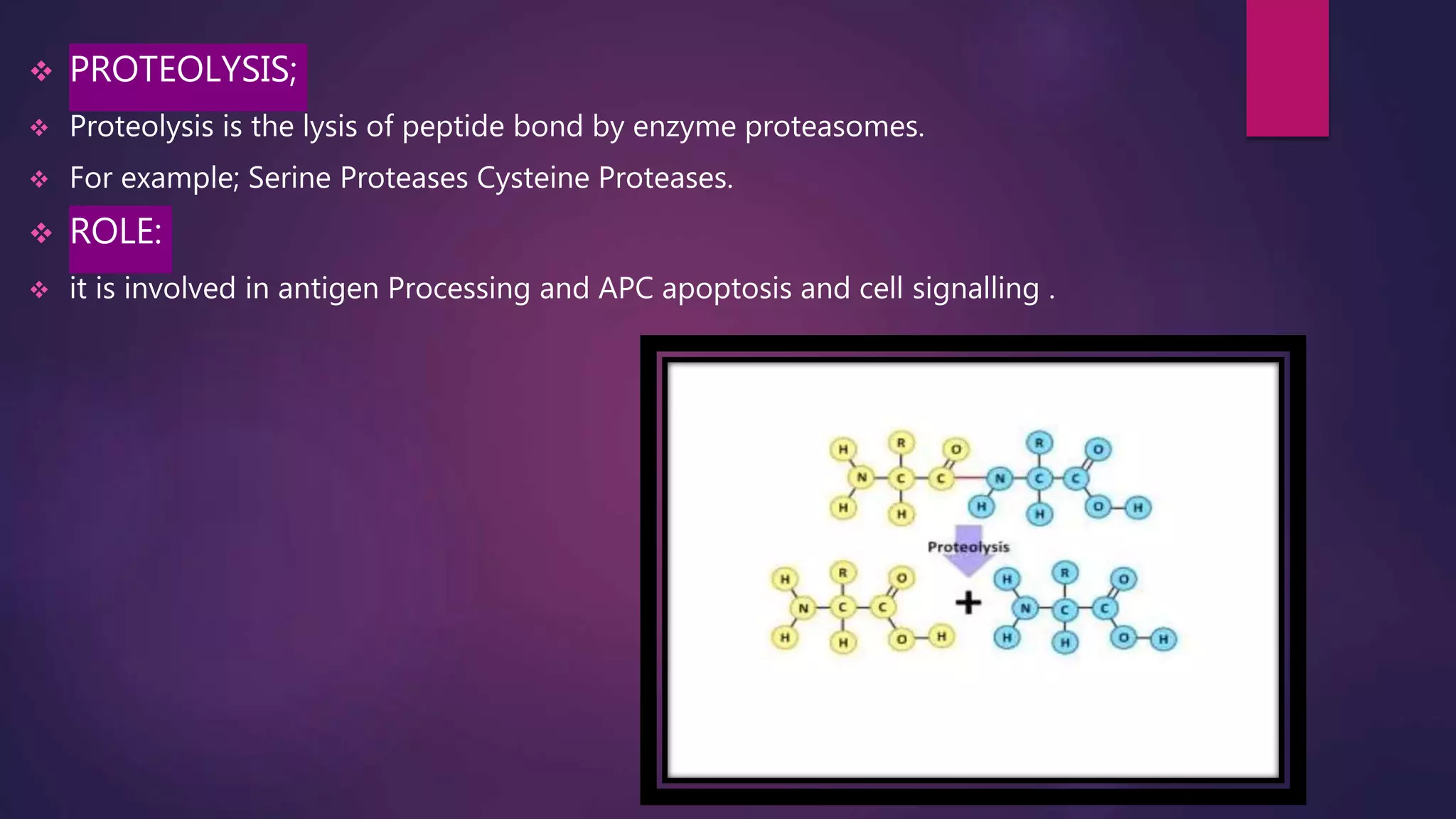  PROTEOLYSIS;
 Proteolysis is the lysis of peptide bond by enzyme proteasomes.
 For example; Serine Proteases Cysteine Proteases.
 ROLE:
 it is involved in antigen Processing and APC apoptosis and cell signalling .
 