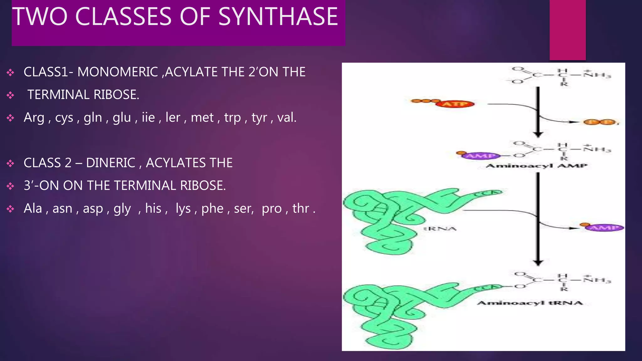 TWO CLASSES OF SYNTHASE
 CLASS1- MONOMERIC ,ACYLATE THE 2’ON THE
 TERMINAL RIBOSE.
 Arg , cys , gln , glu , iie , ler , met , trp , tyr , val.
 CLASS 2 – DINERIC , ACYLATES THE
 3’-ON ON THE TERMINAL RIBOSE.
 Ala , asn , asp , gly , his , lys , phe , ser, pro , thr .
 